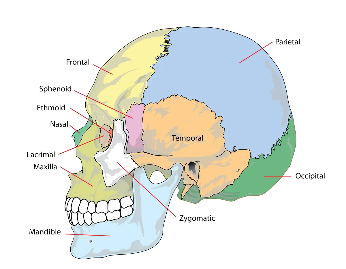Human skull (side view)